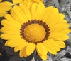 Gazania Kiss Frosty Yellow