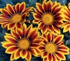 Gazania Kiss Golden Flame