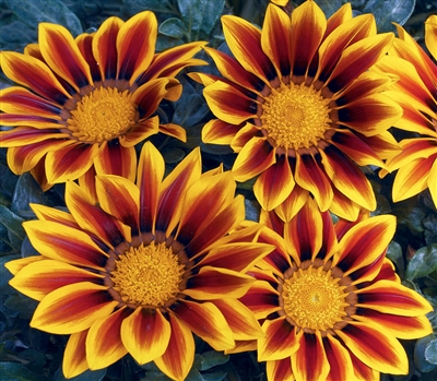 Gazania Kiss Golden Flame