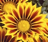 Gazania Kiss Yellow Flame