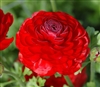 Ranunculus Highline Dp Red