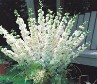 Delphinium Aurora White