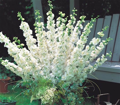 Delphinium Aurora White