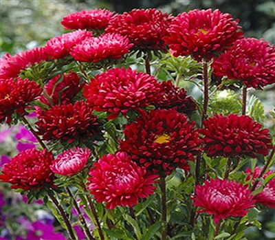Aster Matsumoto Scarlet