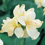 Canna Tropical White