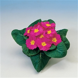 Primula Pioneer Pink_disc