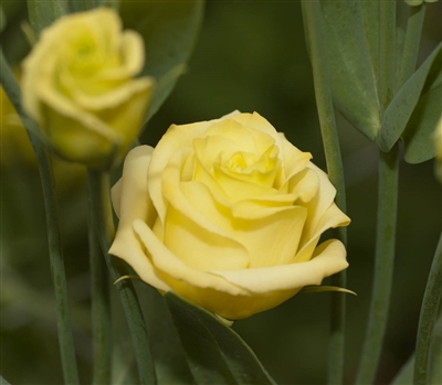 Lisianthus Bridal Yellow Pellets