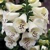 Digitalis Camelot Cream Pell