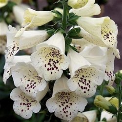 Digitalis Camelot Cream Pell