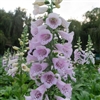 Digitalis Camelot Lavender Pel