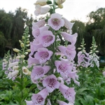 Digitalis Camelot Lavender Pel