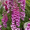 Digitalis Camelot Rose Pelle