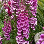 Digitalis Camelot Rose Pelle