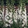 Digitalis Camelot White Pell