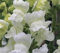 Antirrhinum Opus Early White III/IV