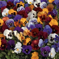 Pansy Mariposa Mix_disc