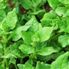 Spinach New Zealand Perennial