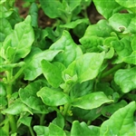 Spinach New Zealand Perennial