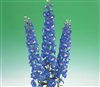 Delphinium Aurora Blue