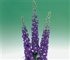 Delphinium Aurora Dp Purple