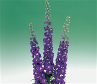 Delphinium Aurora Dp Purple