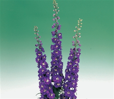 Delphinium Aurora Dp Purple