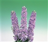 Delphinium Aurora Lavender