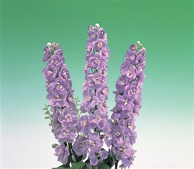 Delphinium Aurora Lavender