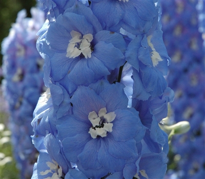 Delphinium Aurora Lt Blue