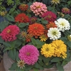 Zinnia Magellan Mix