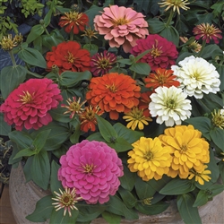 Zinnia Magellan Mix