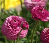 Ranunculus Friandine Lavender