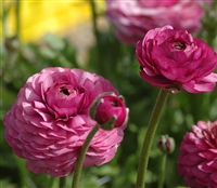 Ranunculus Friandine Lavender