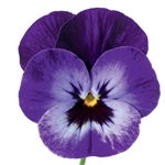 Viola Deltini Violet Blue