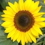 Sunflower Solstice - POT