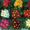 Primula Primera Mix