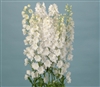 Delphinium Ariel White