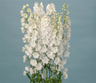 Delphinium Ariel White