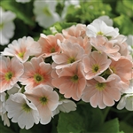 Primula Libre Salmon Bicolour