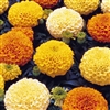 Marigold Zulu Mix Detailed