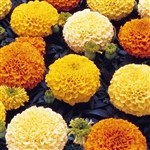 Marigold Zulu Mix Detailed