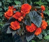 Begonia Tub GoGo Orange_disc