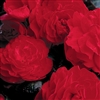 Begonia Tub GoGo Red_disc