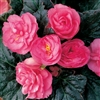 Begonia Tub GoGo Rose_disc