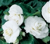 Begonia Tub GoGo White_disc