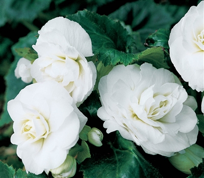 Begonia Tub GoGo White_disc