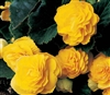 Begonia Tub GoGo Yellow_disc