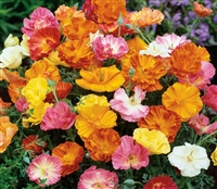 Eschscholzia Ballerina Mix