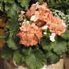 Primula Libre Orange