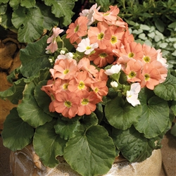 Primula Libre Orange